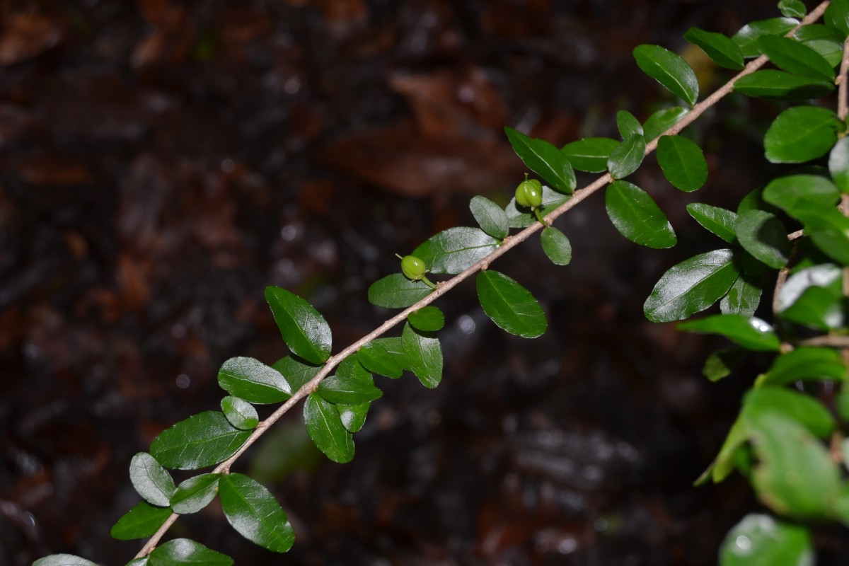 Scyphellandra virgata Thwaites